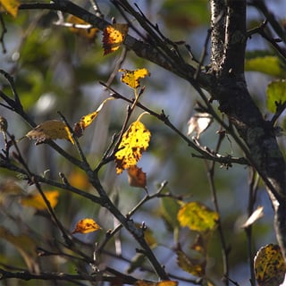 Autumn at Glenlude sq