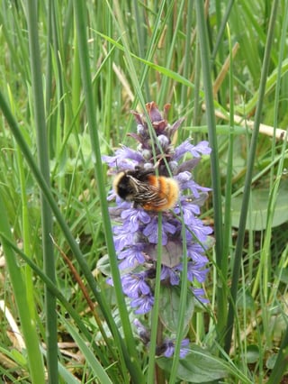 Bilberry bumblebee, June18 - Large