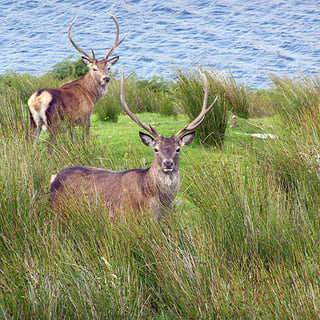 Don ODriscoll_red deer P8170045 sq crop