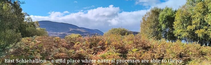 East Schiehallion - where natural processes thrive