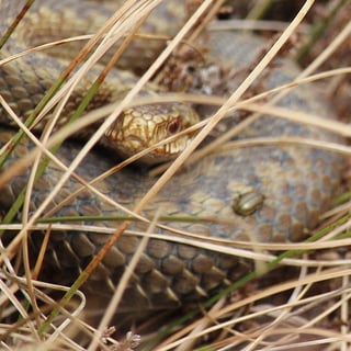 Female adder with heather beetle at Glenlude - sq