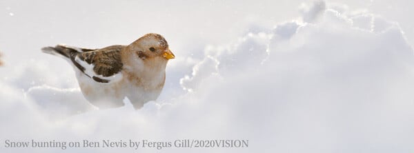 Fergus-Gill-snow-bunting