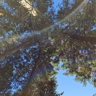 Fractals and forest bathing sq
