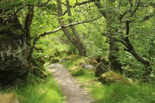 Glen Nevis rainforest-1