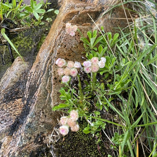Mountain everlasting - sq