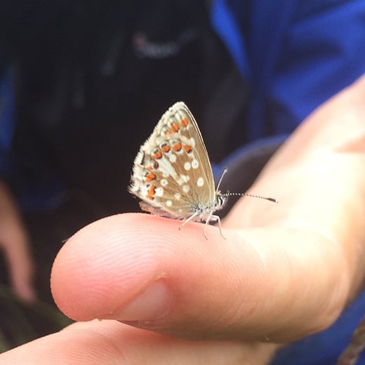 NorthernBrownArgusBioblitzcreditklelland copy