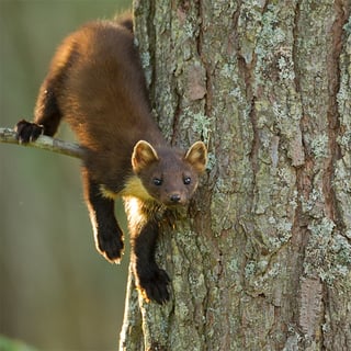 Pine Marten 