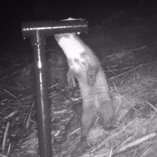 Pine marten Philomena spotted at Thirlmere Jan 25 sq
