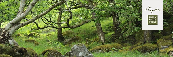 Rainforest header with logo