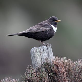Ring ouzel sq-1