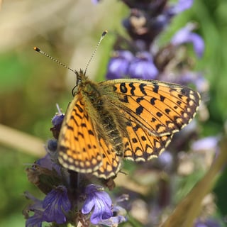 Small Pearl Bordered Frit sq