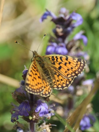 Small Pearl-bordered Fritillary at Glenlude - Large (1)-1