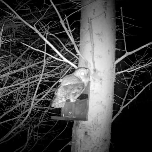 Tawny owl sq 2026
